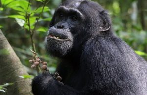 Los chimpancés buscan plantas medicinales cuando están enfermos