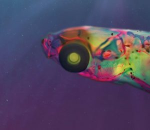 Solución al misterio de cómo los peces oyen en estéreo