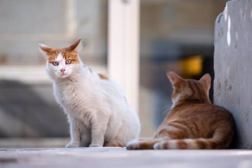 La DPZ organiza una jornada online para los ayuntamientos sobre colonias felinas y la ley de bienestar animal