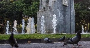 Sancionan con 2.250 euros a una vecina de Santa Cruz por alimentar a las palomas en la calle