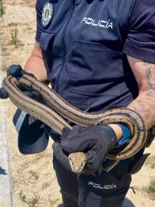 Agentes municipales rescatan en las últimas semanas decenas de culebras y serpientes en varios puntos de la región
