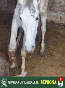 Investigado en Albacete por tener en pésimas condiciones caballos, uno de los cuales tuvo que ser sacrificado