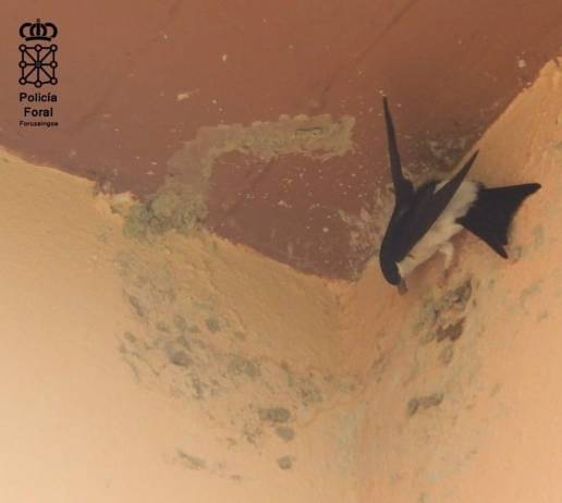 Investigado en Tierra Estella por un delito medioambiental tras destruir 20 nidos de un tipo de golondrina