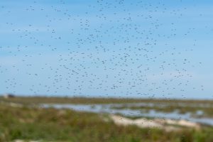 Control de Plagas aumenta los tratamientos ante "la proliferación" de mosquitos por factores ambientales