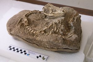 Descubren un lagarto articulado en Tenerife de 700.000 años