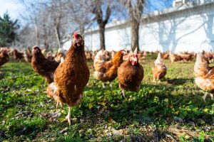 El sector del huevo estima en 2.300 millones el coste para eliminar las jaulas de las granjas