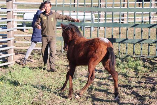  La ICTS Doñana trabaja con el caballo de las retuertas en Doñana para garantizar su conservación