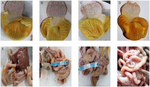 Comparación de la inmunidad y la patología de la microbiota intestinal en pollos libres de patógenos específicos con gastritis glandular y muscular utilizando diferentes métodos