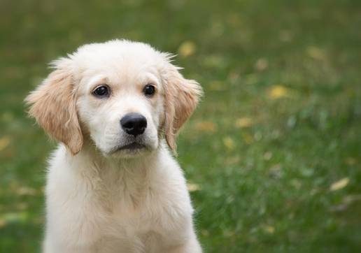 10 Consejos para preparar la llegada de un cachorro a la familia