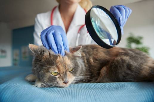 Evaluación del rascado no deseado en gatos domésticos: un enfoque multifactorial para comprender los factores de riesgo