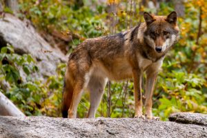 Ecologistas en Acción exige al PP "la retirada de su proposición de ley para desproteger al lobo"