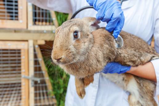 ¿El número de vértebras torácicas y lumbares influyen en la esperanza de vida de los conejos(ORYCTOLAGUS CUNICULUS)?