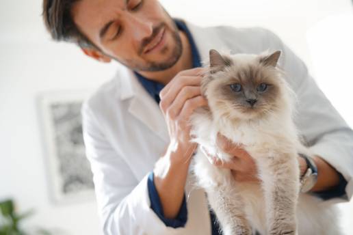 Boehringer Ingelheim presenta un monográfico formativo para ayudar a los veterinarios en la detección y el manejo de las enfermedades de transmisión por artrópodos en gatos.