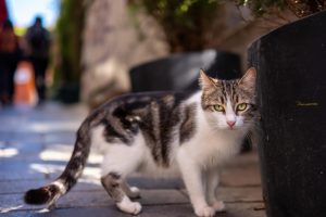 El Ayuntamiento de León aprueba un programa de control de los 750 gatos de las 49 colonias felinas de la ciudad
