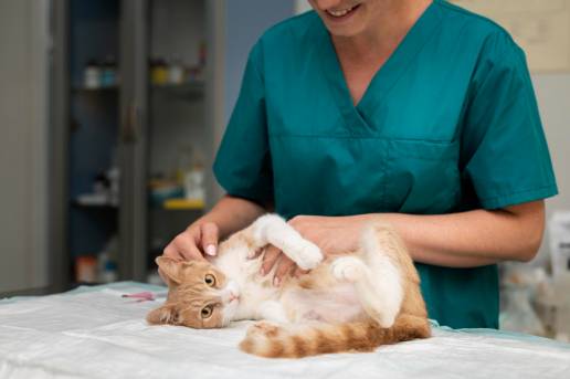 Nefroscopia para tratamiento de urolitisis del tracto urinario superior en la especie felina