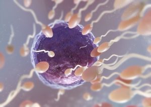 Una proteína tiene la clave de la división celular que origina los óvulos y espermatozoides en mamíferos