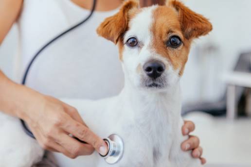 Ayudar a la toma de decisiones sobre la edad de castración para perros mestizos de cinco categorías de peso: trastornos articulares asociados y cánceres