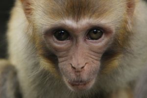 El Gobierno quiere prohibir la experimentación, comercio o uso en espectáculos de grandes simios, aunque va con retraso