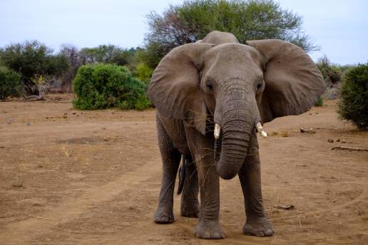 Muere un turista español en Sudáfrica aplastado por un elefante al intentar fotografiar su manada