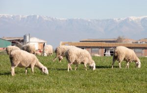 Andorra detecta el primer caso de la enfermedad de la lengua azul en un carnero