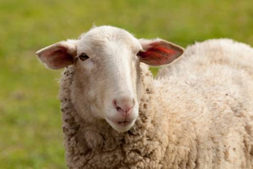 Análisis metabolómico del efecto de la GnRH sobre la tasa de preñez de ovejas con esquema de sincronización del celo basado en progesterona