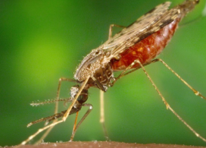 Salud Pública y Universidad de Zaragoza controlan al mosquito Anopheles en Binéfar