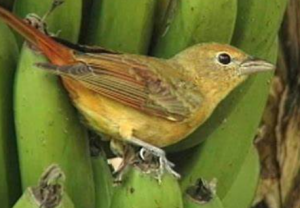 Las aves frugívoras optimizan su dieta bajo estrés ambiental, según un reciente estudio