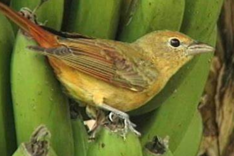 Las aves frugívoras optimizan su dieta bajo estrés ambiental, según un reciente estudio