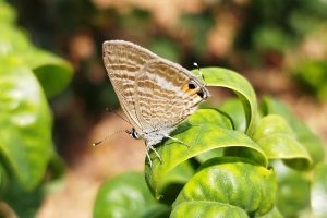 La sequía provoca una disminución del 30 % en las mariposas en las zonas urbanas