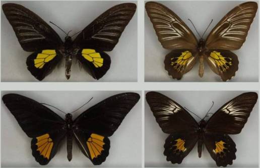 Tanto Darwin como Wallace estaban en lo cierto sobre las mariposas