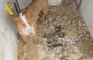Condenado a ocho meses de prisión por matar a tiros a tres de sus perros de caza en Teruel
