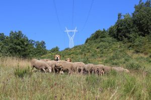 Las zonas pastoreadas de la Montaña leonesa muestran mayores tasas de biodiverdad y menor biomasa combustible