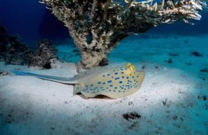 Explicación a las enigmáticas manchas azules en rayas y tiburones