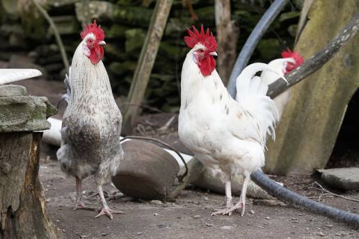 El ECDC recomienda aumentar la vigilancia en gripe aviar, aunque los virus circulan en Europa en niveles bajos