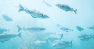 Predicen cambios en la población de peces del Atlántico Norte y Ártico
