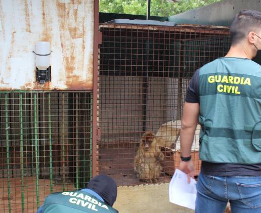 La Guardia Civil halla dos monos de Gibraltar encerrados en el patio de una vivienda de Granada
