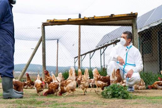 La OMS sigue considerando que el riesgo de contagio de gripe aviar es 
