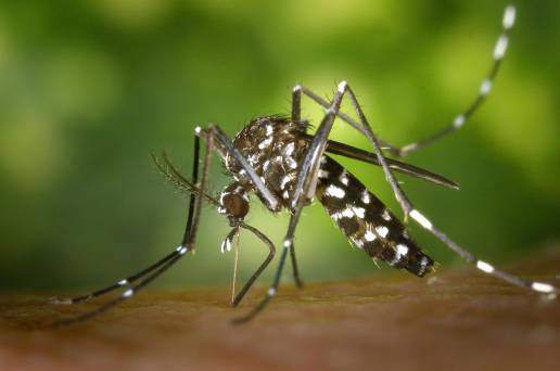 Salud lanza su campaña estival de lucha contra la proliferación del mosquito tigre