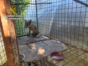Encuentran un zorro en una jaula sujeto por una cadena, además de otros animales, en una finca en O Rosal (Pontevedra)