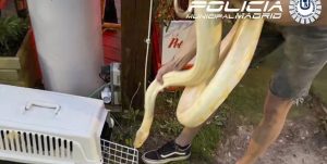 Inmovilizan una serpiente pitón de 16 kilos que servía de animación en una conocida terraza de Madrid