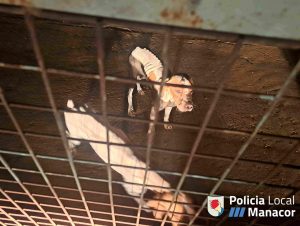 Policía Local de Manacor identifica y denuncia a los dueños de unos perros abandonados en una finca en el municipio