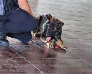 Toledo contará con una nueva unidad canina para incrementar la seguridad