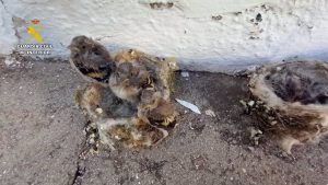 Cuatro investigados por capturar nidos de jilgueros y un erizo común en la provincia de Cáceres