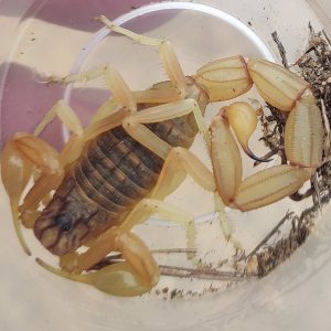 Descubren una nueva especie de escorpión en el entorno de Doñana
