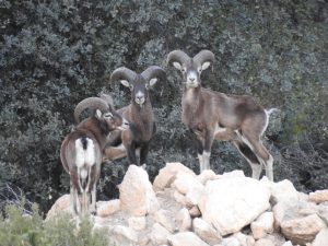 La Unió cifra en 10 millones de euros los daños por fauna salvaje en la montaña de Alicante