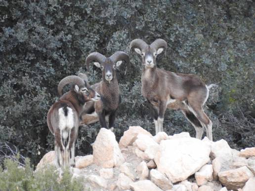 La Unió cifra en 10 millones de euros los daños por fauna salvaje en la montaña de Alicante