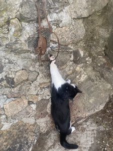 Investigada una persona en Bustarviejo por utilizar cepos para cazar gatos
