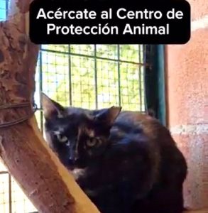 El Centro municipal de Protección Animal facilitó la adopción de 23 perros en 2023 de los 91 que llegaron