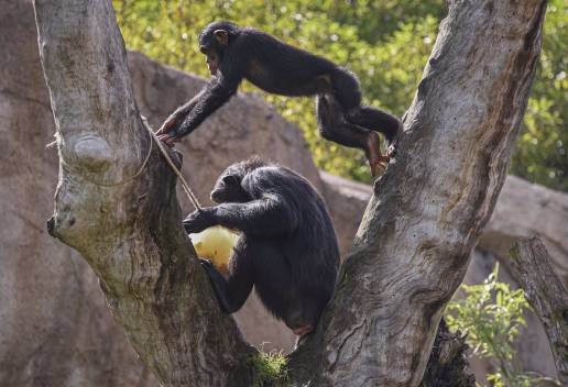Los intercambios de gestos de los chimpancés comparten turnos similares con las conversaciones entre humanos