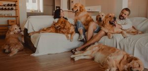 La Real Sociedad Canina pide al Gobierno extender las pruebas de salud de los perros a toda clase de criadores